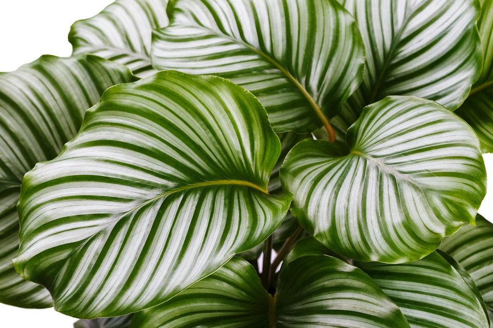 Cây cầu nguyện (Calathea orbifolia) Lá xếp lại vào ban đêm như tư thế cầu nguyện. Cần ánh sáng gián tiếp, đất ẩm, và phun sương thường xuyên. Kích thước: 75cm x 40cm