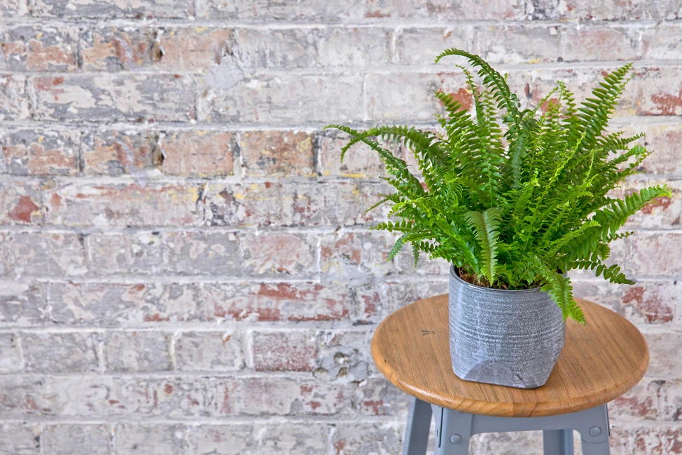 Dương xỉ Boston (Boston fern, Nephrolepis exaltata 'Green Lady') Là một trong những loại cây lọc không khí tốt nhất theo NASA. Cần giữ đất ẩm và phun sương thường xuyên. Kích thước: 90cm x 90cm