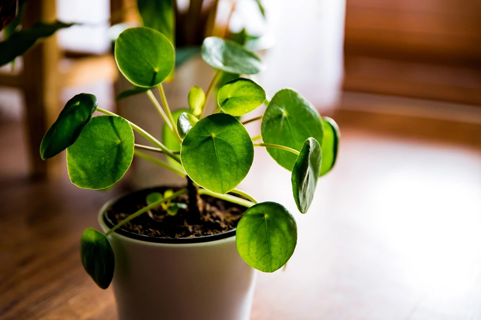 Cây kim tiền Trung Quốc (Chinese money plant, Pilea peperomioides) Cây dễ chăm sóc, có lá tròn giống hình bánh pancake. Cần tưới khi đất khô. Kích thước: 30cm x 30cm