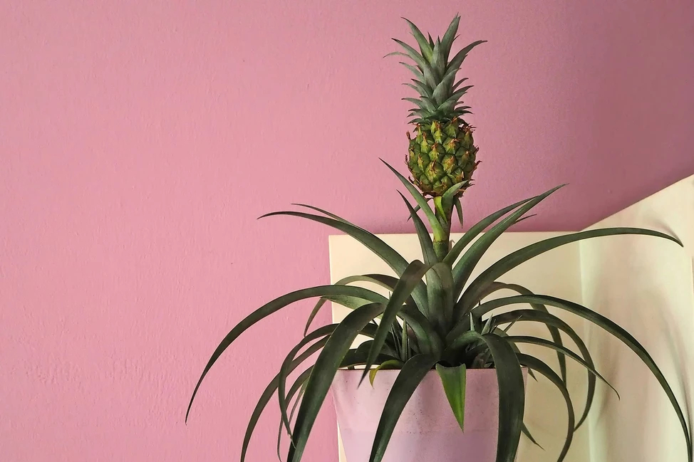 Cây dứa (Pineapple plant) Không độc hại với mèo, nhưng quả dứa trồng trong nhà sẽ có vị rất đắng. Loại cây này có lá hình kiếm hấp dẫn, cần đặt ở nơi ấm áp và có nhiều ánh sáng. Kích thước: 90cm x 90cm