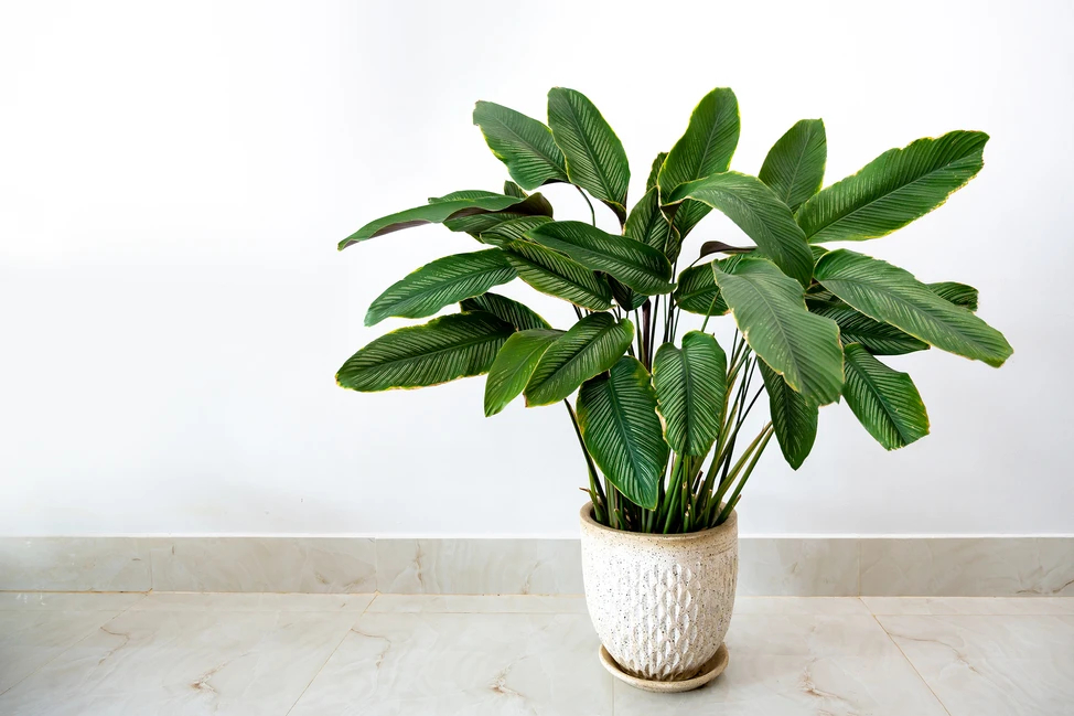 Cây Calathea sanderiana Lá lớn với mặt dưới màu tím, cần độ ẩm cao. Kích thước: 60cm x 60cm