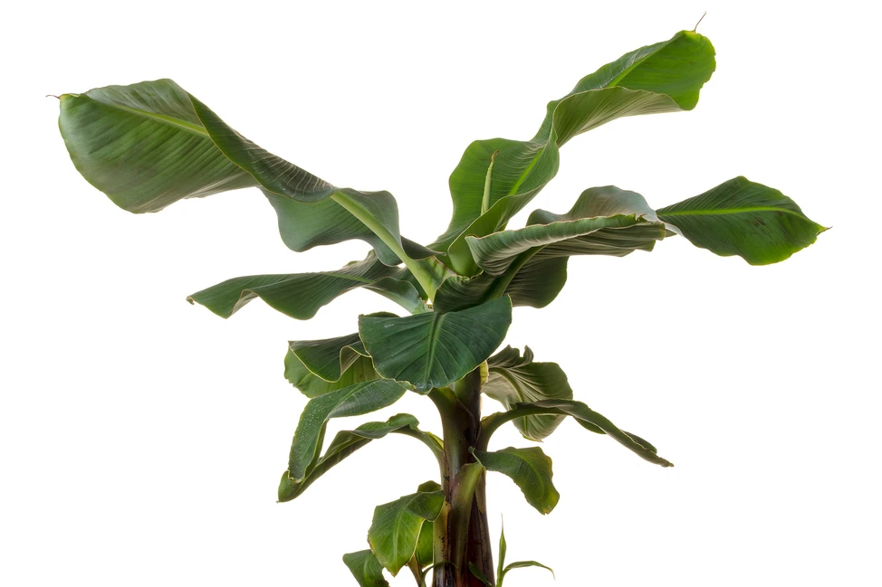 Chuối cảnh (Musa acuminata 'Dwarf Cavendish') Cây có lá lớn, tạo không gian nhiệt đới trong nhà. Kích thước: 3m x 1.2m