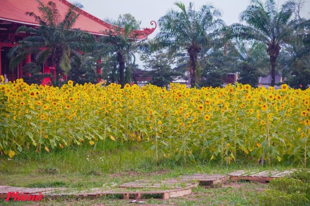 Hiện các cánh đồng hoa hướng dương đang nở rộ, được các sư thầy cho hay đây là mùa đẹp nhất, dự kiến hoa sẽ nở đến hết tháng Giêng.