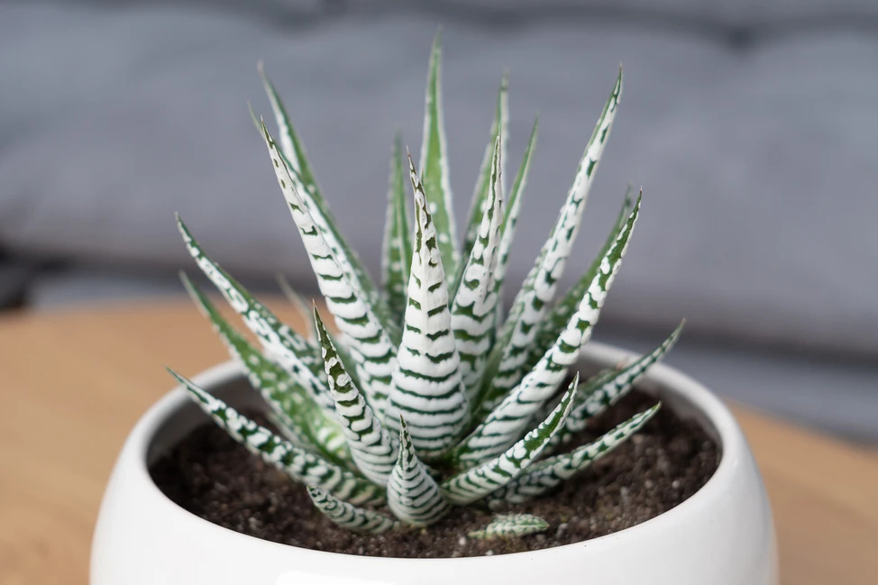 Cây ngựa vằn (Zebra plant, Haworthia fasciata) Nhìn giống cây lô hội nhưng không độc với mèo. Kích thước: 20cm x 20cm