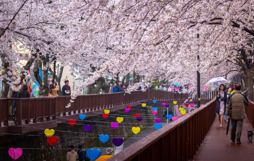 Changwon, Hàn Quốc. Đây là thành phố ở đông nam Hàn quốc thuộc tỉnh Gyeongsangnam-do. Bạn nên đến vào cuối tháng 3, đầu tháng 4 để ngắm hàng nghìn cây hoa anh đào nở rộ. Bạn có thể tản bộ dọc theo suối Yeojwacheon hoặc chụp ảnh tại ga Gyeonghwa, nơi có những cây hoa anh đào dọc theo đường ray xe lửa. Hãy đi bộ lên đồi Anmingogae hoặc đến đài quan sát công viên Jehwangsan để ngắm nhìn thành phố với những cây hoa hồng phấn - Ảnh: PKphotograph/Shutterstock