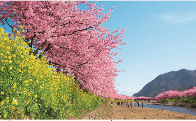 Shizuoka, Nhật Bản. Hãy tạm rời xa đám đông săn hoa anh đào ở Tokyo và Kyoto để đến tỉnh Shizuoka, cách Tokyo 1 tiếng đi tàu cao tốc. Bạn sẽ tha hồ ngắm 850 cây hoa anh đào dọc theo sông Kawazu. Nếu thích thì đi về phía nam để ngắm khoảng 800 cây hoa anh đào nở dọc theo bờ sông Aono. Thú vị là Shizuoka có giống hoa anh đào nở sớm tên là kawazu-zakura.Tháng Hai và tháng Ba là thời điểm đẹp nhất để đi.  - Ảnh: Hiệp hội du lịch Shizuoka. 