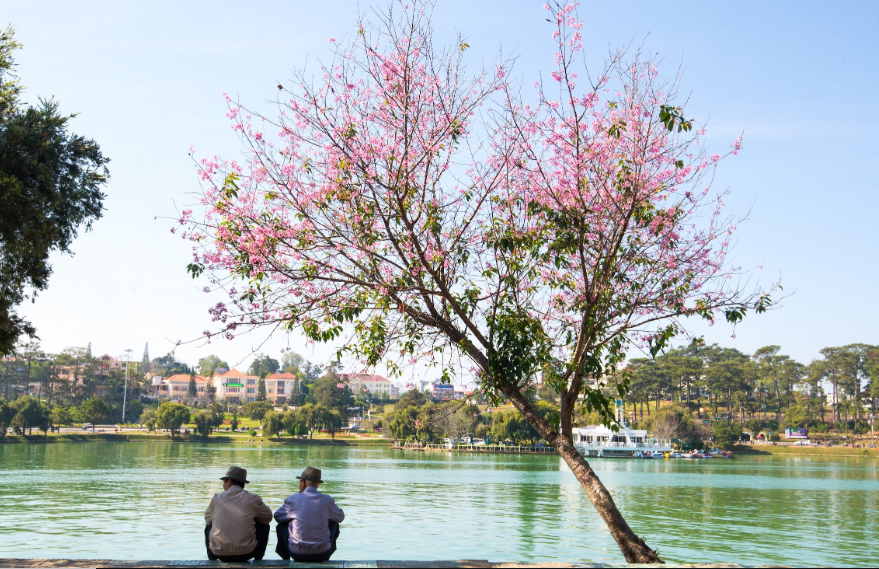 Đà Lạt, Việt Nam. Time Out gọi Đà Lạt là thành phố của mùa xuân, nơi đây có khí hậu mát mẻ, những ngọn đồi nhấp nhô và những hồ nước trong tuyệt đẹp. Vào mỗi đầu năm, thành phố bừng sáng trong sắc hồng ngọt ngào khi mai anh đào nở rộ. Bạn hãy tận hưởng cảnh đẹp này ở hồ Xuân Hương, đường Trần Hưng Đạo,  hồ Tuyền Lâm… Khung cảnh đẹp như bưu thiếp chắc chắn bạn sẽ có những bức ảnh tuyệt vời. Tháng Một năm nay mai anh đào đã bắt đầu nở rộ ở đồi chè Cầu Đất và thời điểm này rất đông du khách đã đến check - in hoa xuân lãng mạn này - Ảnh: Jimmy Tran/Shutterstock