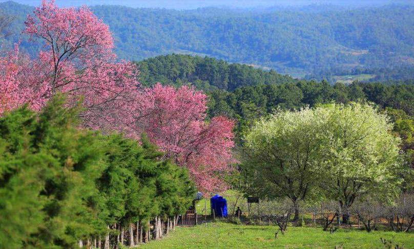 Chiang Mai - Thái Lan. Nằm ở miền Bắc Thái Lan, Chiang Mai có nhiệt độ lạnh nên lý tưởng cho hoa anh đào. Trong tháng Hai, hãy đến Trung tâm nghiên cứu nông nghiệp hoàng gia Khun Wang ở công viên quốc gia Doi Inthanon để ngắm những cây hoa anh đào Himalaya nở rộ. Đến Chiang Mai, hãy đến  thác nước Wachirathan, chợ Hmong,  ngọn núi cao nhất Thái Lan Doi Inthanon - Ảnh: Chiang Mai Local Tour