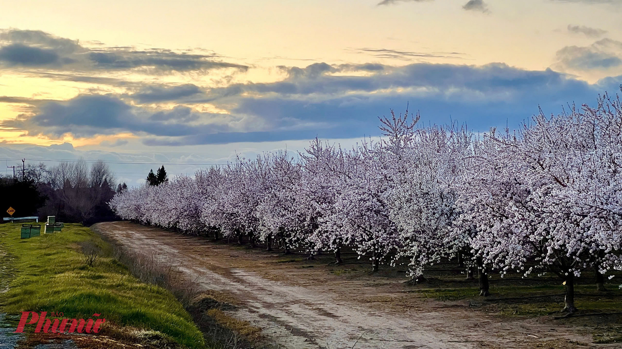 Du khách có thể đến những điểm này ở bang California để ngẩn ngơ cùng hoa hạnh nhân: Murray Family Farms, BakersField; Almond Blossom Trails, Fresno; thị trấn Ripon; thành phố Modesto.