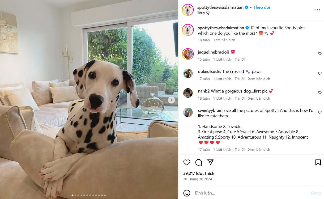 “Spotty the Dalmatian” là một cô chó đốm được huấn luyện nghiệp vụ và có chứng chỉ hỗ trợ chủ nhân