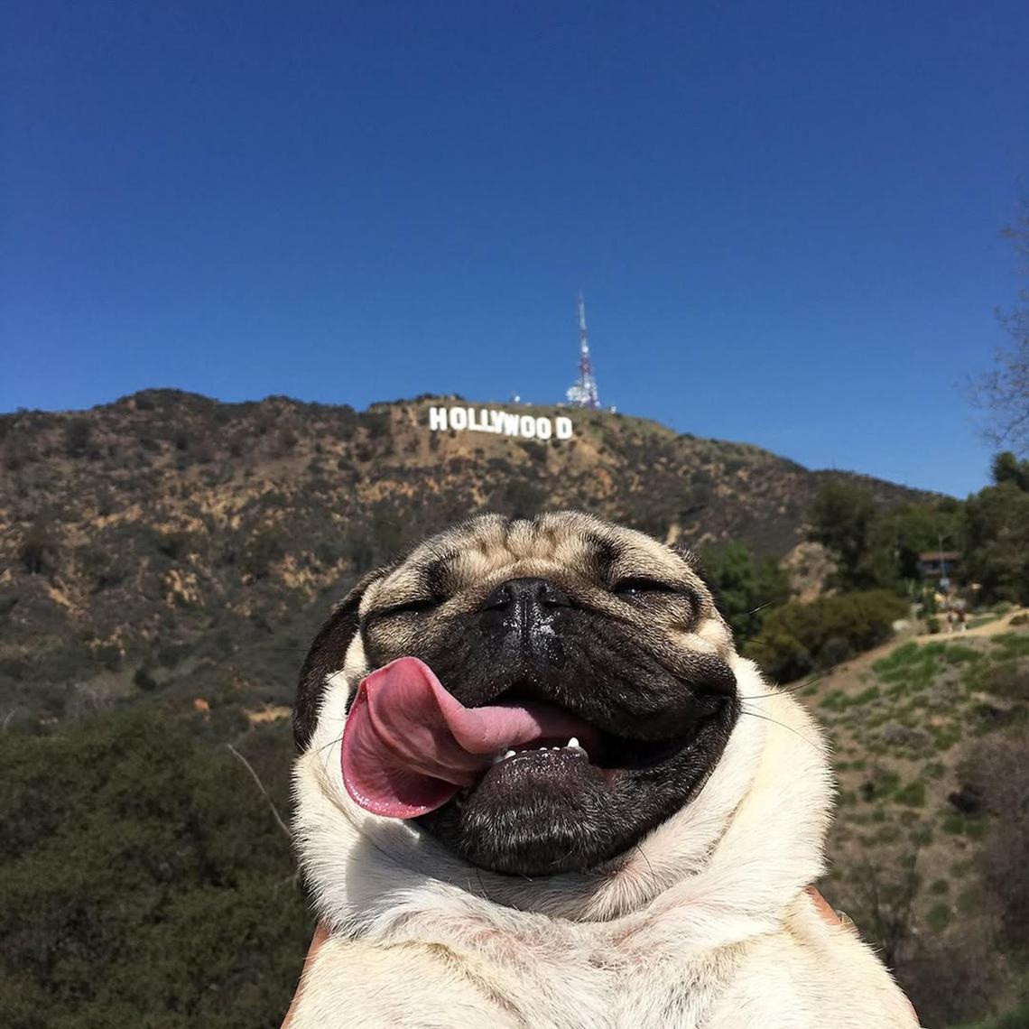 Doug - chú chó pug nổi tiếng tại Hollywood -:Ảnh: ITSDOUGTHEPUG/INSTAGRAM