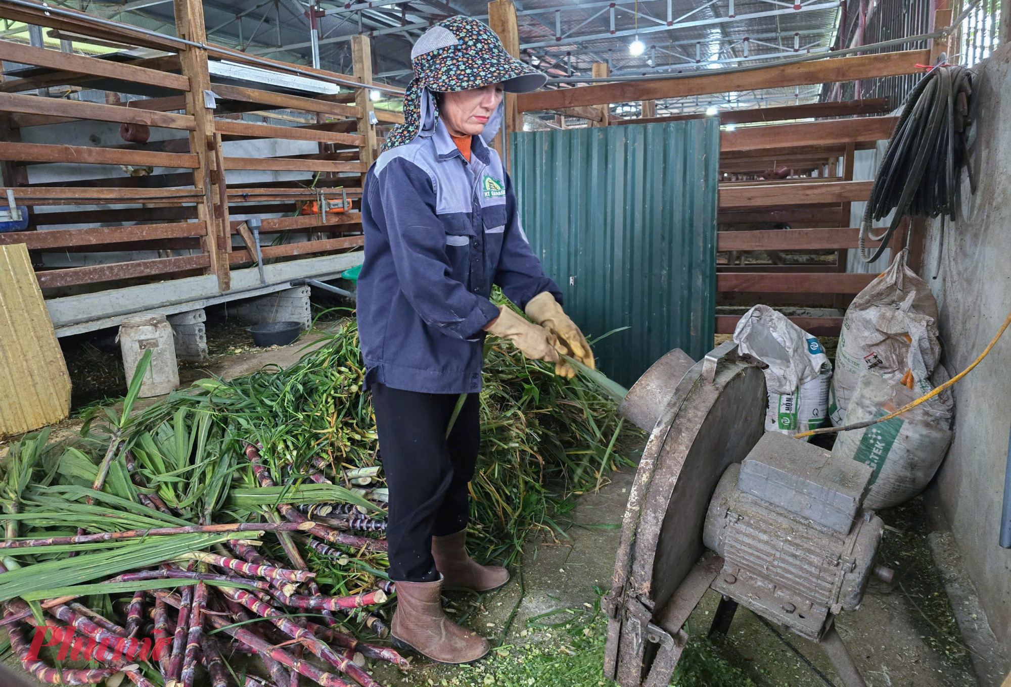 Nguồn thức ăn của hươu chủ yếu là cỏ, mía và các loại lá cây nên người nuôi có thể tận dụng để giảm chi phí chăn nuôi