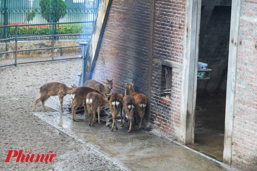 Ngay khi có thông tin dự báo thời tiết về đợt rét đậm, Vườn thú đã chủ động lên kế hoạch và triển khai các biện pháp phòng chống rét. 