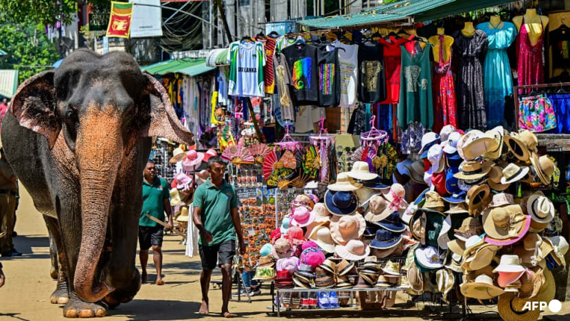 Một chú voi trở về trại sau khi tắm hàng ngày ở một con sông tại Pinnawala, Sri Lanka - Ảnh: AFP