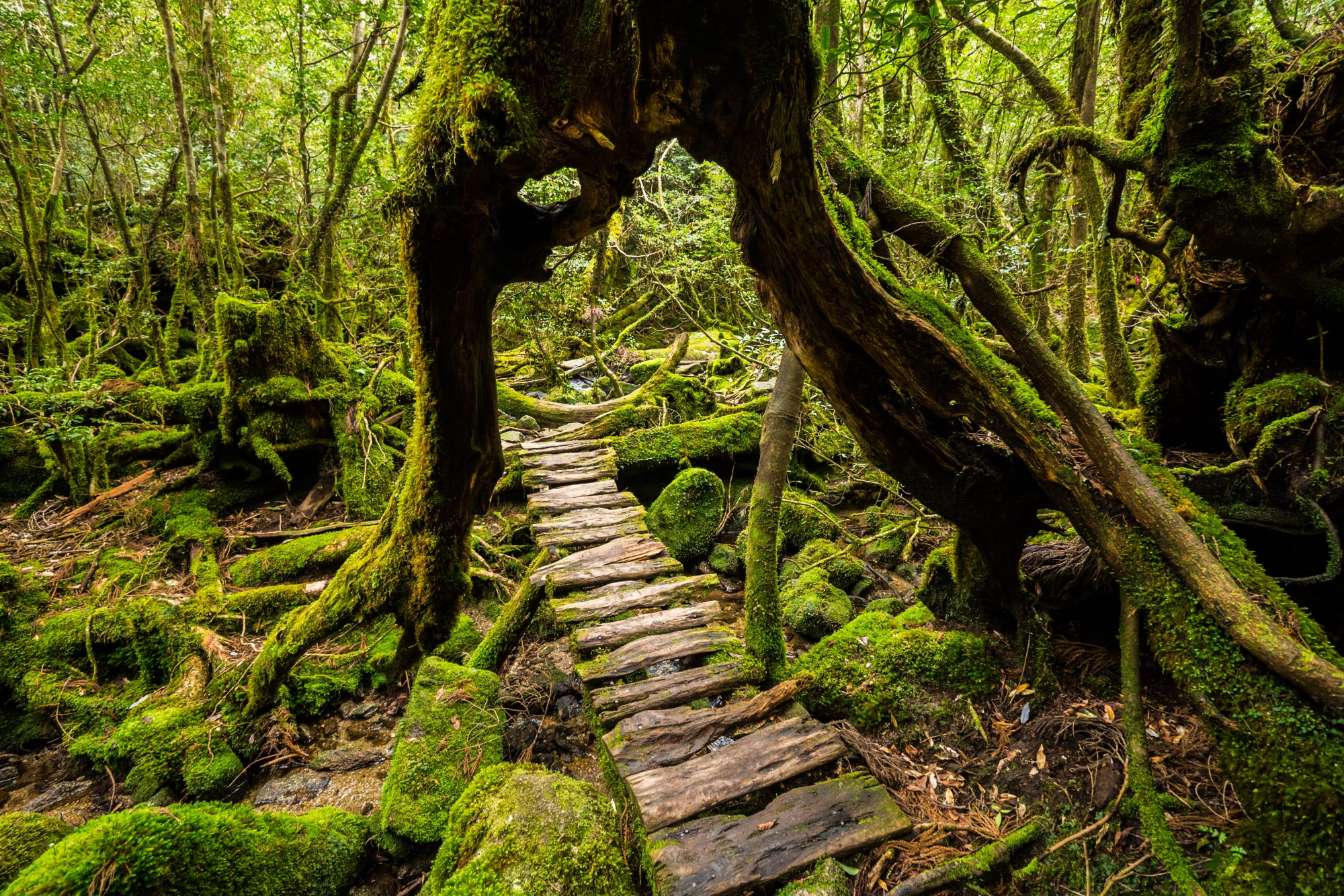 6. Đảo Yakushima Tốt nhất cho việc tắm rừng  Yakushima, một hòn đảo nhỏ ngoài khơi bờ biển phía nam Kyūshū , thường được mô tả là kỳ diệu và quyến rũ - thậm chí là siêu nhiên. Đây là nơi mà ngôn từ không thể diễn tả được và những câu sáo rỗng xuất hiện.  Nơi có một số khu rừng nguyên sinh cuối cùng của Nhật Bản, bạn sẽ tìm thấy yakusugi , một loại tuyết tùng Nhật Bản cổ đại có nguồn gốc từ hòn đảo này với bộ rễ khổng lồ dường như tạo thành những xúc tu của người ngoài hành tinh.  Những con đường mòn đi bộ bên dưới chúng bao phủ địa hình gồ ghề, thường phủ đầy rêu. Phong cảnh ở đây được cho là đã truyền cảm hứng cho bộ phim hoạt hình mang tính biểu tượng của Studio Ghibli, Princess Mononoke.  Đường vòng: Khi bạn không đi bộ đường dài, hãy ghé qua Bảo tàng Yakusugi để tìm hiểu thêm về tầm quan trọng của yakusugi đối với người dân đảo Yakushima. Có hướng dẫn bằng âm thanh bằng tiếng Anh.