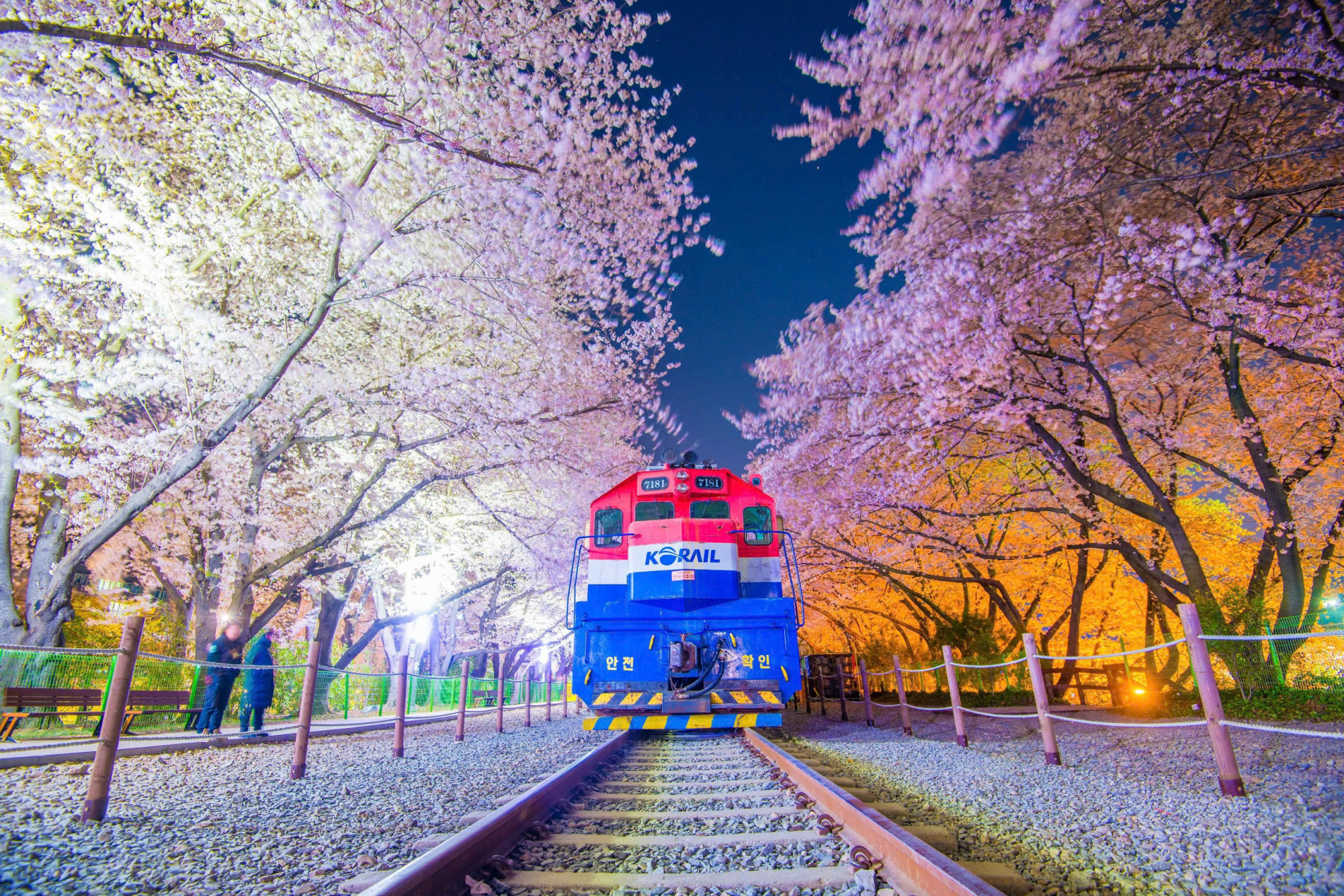 Lễ hội Hoa Anh Đào Jinhae Gunhangje - Ảnh: KTO