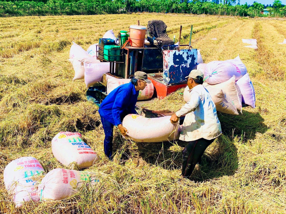 Năm nay, giá lúa xuống thấp, nông dân trồng lúa ở tỉnh Đồng Tháp chỉ thu lợi nhuận bằng một nửa so với năm ngoái