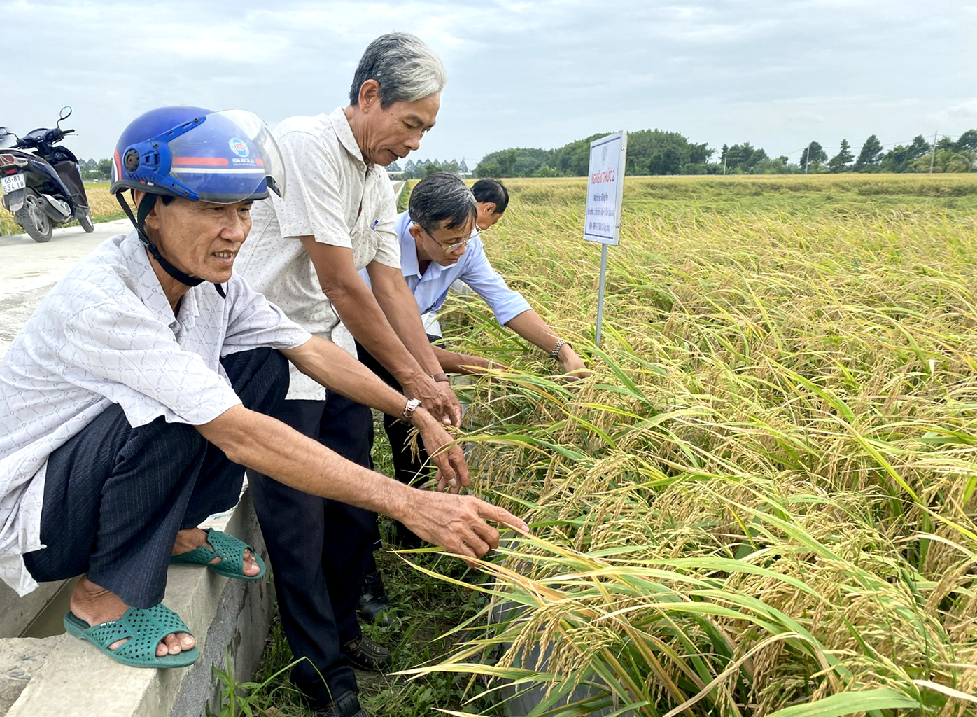 Dù giá lúa đang xuống thấp nhưng những hộ tham gia mô hình trồng lúa liên kết ở tỉnh Đồng Tháp vẫn thu lợi nhuận 34 triệu đồng/ha