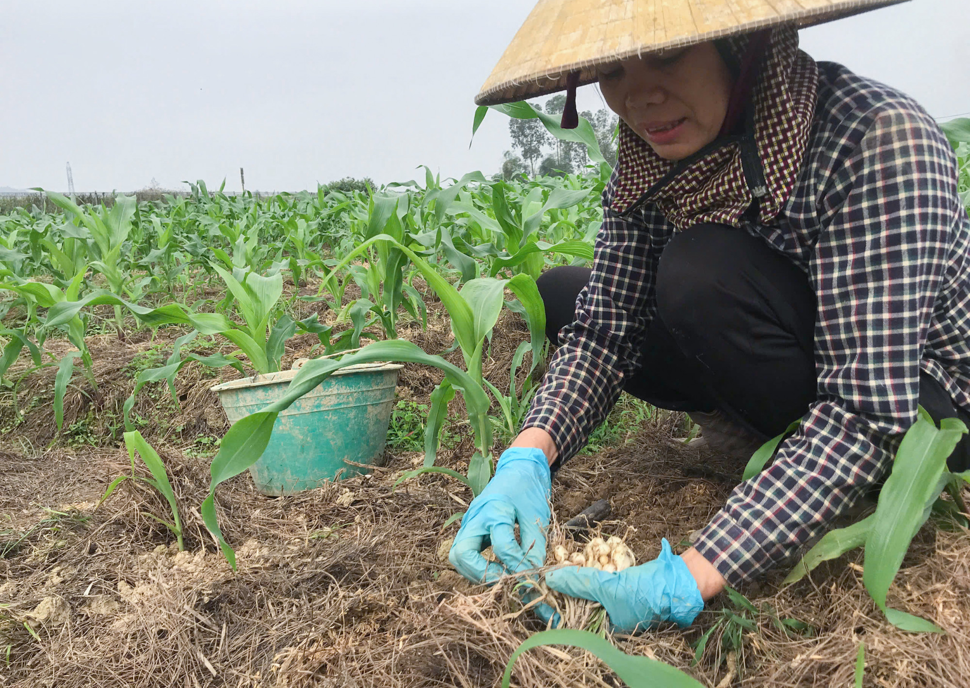 Do trồng xen lẫn với các loại cây trồng khác, nhiều người vẫn phải thu hoạch hành tăm mang về nhà phơi khô chờ lên giá - Ảnh: Khánh Trung