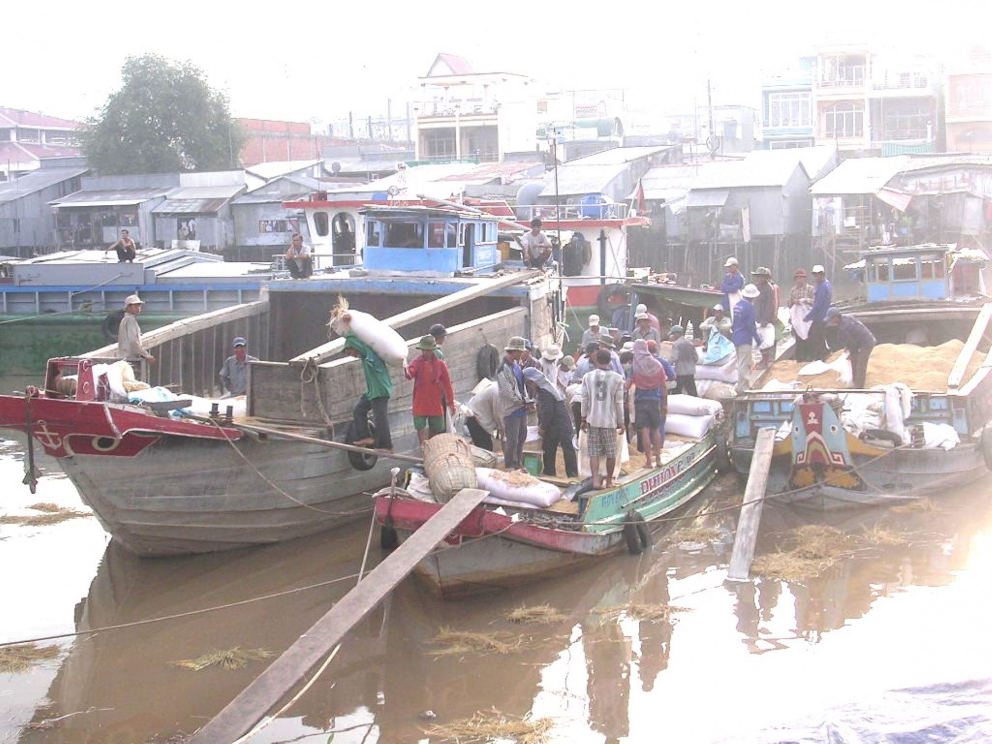 Thương lái thu mua lúa ở An Giang. Ảnh: Văn Phước