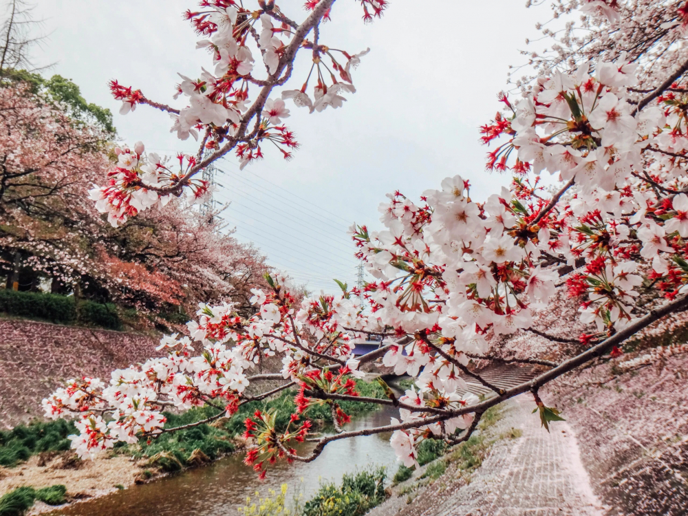 Cách Thành phố Baguio khoảng 2 giờ đồng hồ di chuyển, Atok là một trong những nơi lạnh nhất Philippines, với nhiệt độ thường xuống mức âm độ C khi gió mùa đông bắc tràn về vào tháng 1 và tháng 2. Khí hậu độc đáo này đã biến Atok thành địa điểm trồng hoa anh đào lý tưởng. Những cây anh đào này được tỉnh Kochi (Nhật Bản) trao tặng tỉnh Benguet vào năm 2016. Nhờ điều kiện môi trường thích hợp, Atok giờ đây là nơi mà khách du lịch có thể chiêm ngưỡng khung cảnh anh đào nở rộ từ cuối tháng 3 đến tháng 4 — dù thời gian không quá dài, nhưng rất xứng đáng để thưởng thức khung cảnh đẹp ngoạn mục hiếm thấy ở vùng nhiệt đới.