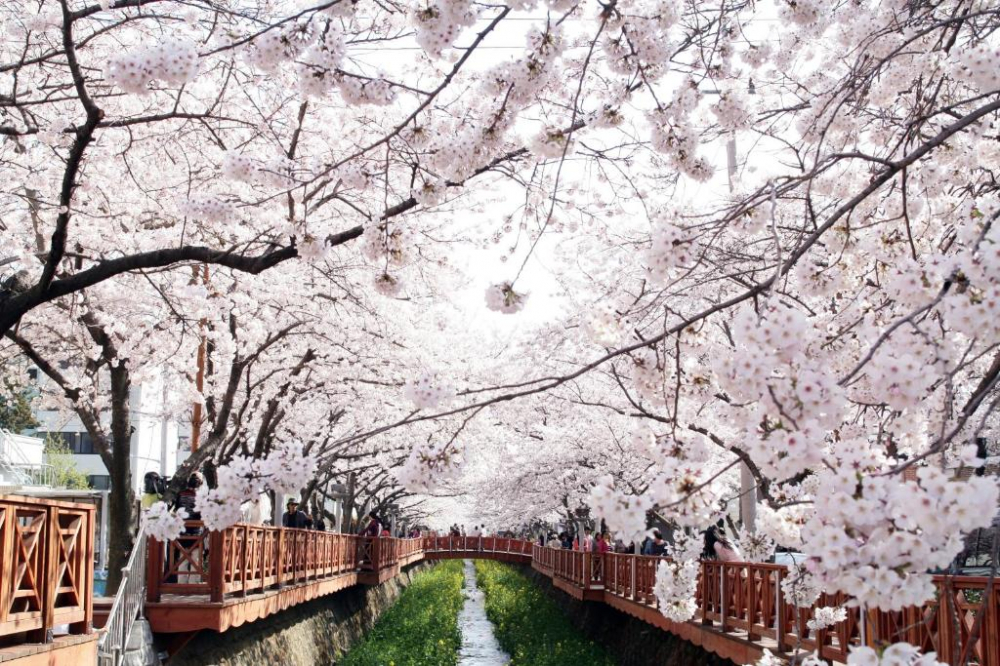 Jinhae nổi tiếng với Lễ hội Hoa Anh Đào Jinhae, biến cả thành phố thành một biển hồng rực rỡ. Hàng triệu cây anh đào đồng loạt bung nở, phủ kín cả một vùng trời dọc bờ sông và trong những công viên xanh mướt. Để có trải nghiệm trọn vẹn, du khách có thể dành thời gian thong thả dạo bước con đường được hoa anh đào nhuốm hồng dọc sông Yeojwacheon, hoặc leo lên núi Bonghwangsan để ngắm toàn cảnh thành phố chìm trong biển hoa đào rực rỡ. Thành phố quyến rũ này là một chốn dừng chân yên bình và đẹp như tranh cho những người yêu hoa anh đào.