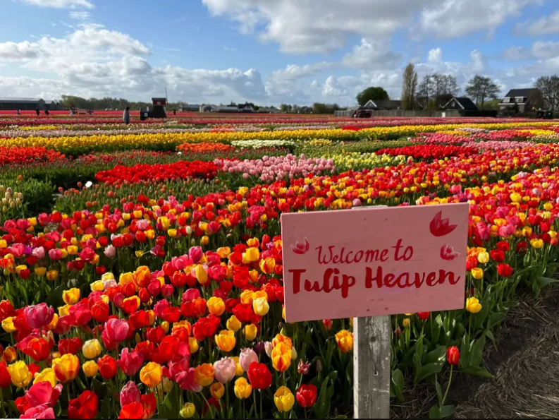 Hà Lan. Năm nay lễ hội hoa tulip Amsterdam sẽ diễn ra từ 20/3 - 11/5. Du khách nên đến Bollenstreek, vùng trồng hoa nổi tiếng của Hà Lan với những cánh đồng hoa tulip rực rỡ với đủ loại, đủ màu sắc. Tiếp đến là vườn Keukenhof  với rất nhiều loài hoa xuân và chắc chắc không thể thiếu hoa tulip. Lễ hội còn có tour tham quan cánh đồng hoa tulip bằng trực thăng - Ảnh: tulipfestivalamsterdam