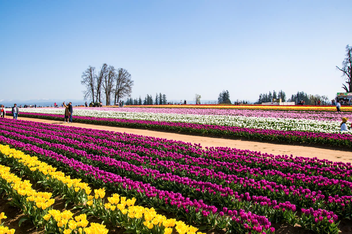 Đến Woodburn du khách nên đến nông trại Wooden Shoe Tulip. Hàng triệu hoa tulip với cả 100 loại được trồng trên 16 hecta sẽ làm du khách say mê - Ảnh: Sáu Bảnh.