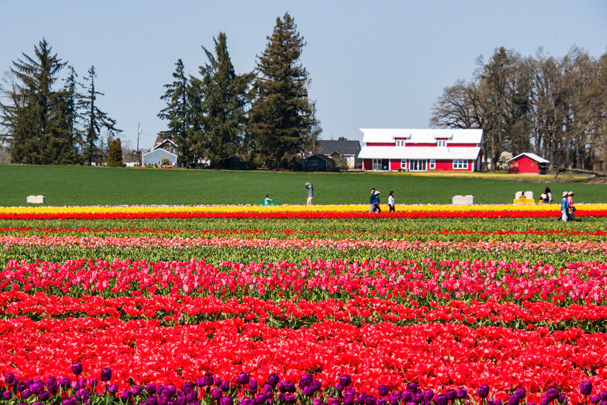 Ngoài Woodburn, du khách có thể chiêm ngưỡng hoa tulip rực rỡ ở các nông trại lớn tại Mỹ như: Holland Ridge Farms- Cream Ridge, New Jersey; Tulip Town-Mount Vernon, Washington; Hubert Family FarmsNew Market, Alabama; Garden's Gate Tulip Farm - Franklin, North Carolina; Wicked Tulips - Exeter, Rhode Island - Ảnh: Sáu Bảnh.