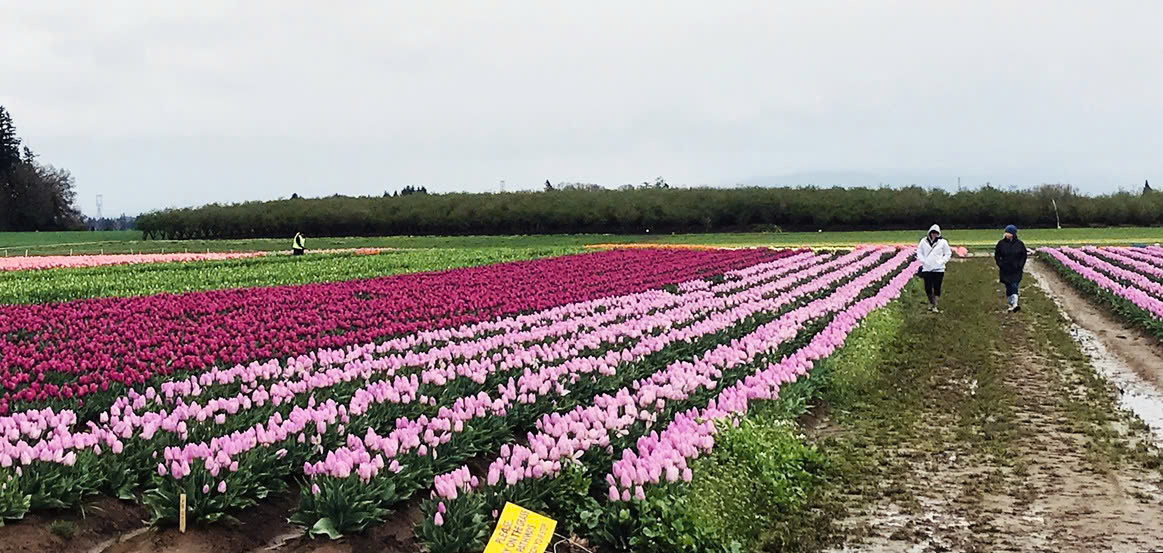 Du khách có thể tham gia các hoạt động tại nông trại Wooden Shoe Tulip như: cắt hoa mang về, tìm hiểu về quá trình trồng và chăm sóc hoa, thưởng thức món ăn truyền thống…- Ảnh: Sáu Bảnh.