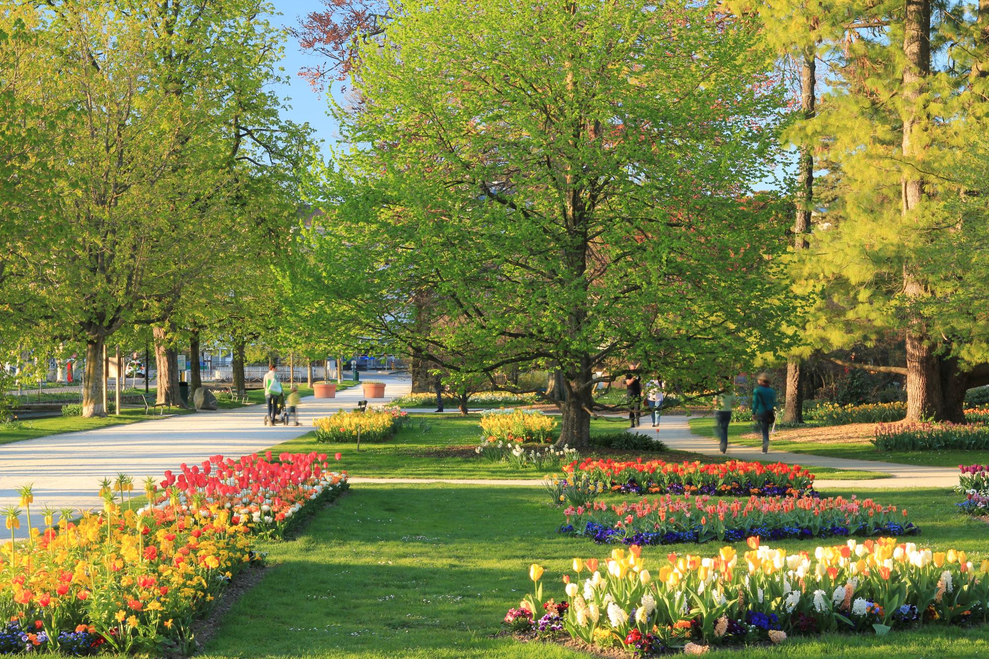 Morges, bang Vaud, Thụy Sỹ. Morges sẽ có lễ hội hoa tulip từ 28/3 - 11/5 với hơn 140.000 bông hoa từ rất nhiều loại hoa tulip. Từ tháng Bảy đến tháng Mười, ở đây sẽ có lễ hội hoa thược dược - Ảnh: morges-tourisme