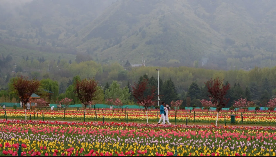 Srinagar, thung lũng Kashmir, Ần Độ. Năm nay, lễ hội hoa tulip ở Srinagar dự kiến mở cửa từ 20/3 -20/4. Đây là nơi lý tưởng cho những người yêu thiên nhiên ở Ấn Độ và trên toàn thế giới - Ảnh: JyotiPN