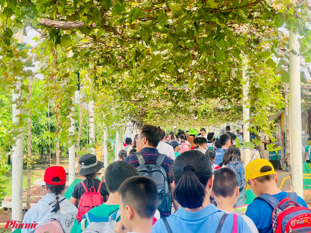 Ngoài không gian thực hành du lịch nông nghiệp, nhiều gia đình, học sinh các trường tại TPHCM và các tỉnh, thành đến đây trải nghiệm chương trình tour kết nối giáo dục, hoạt động ngoại khóa.