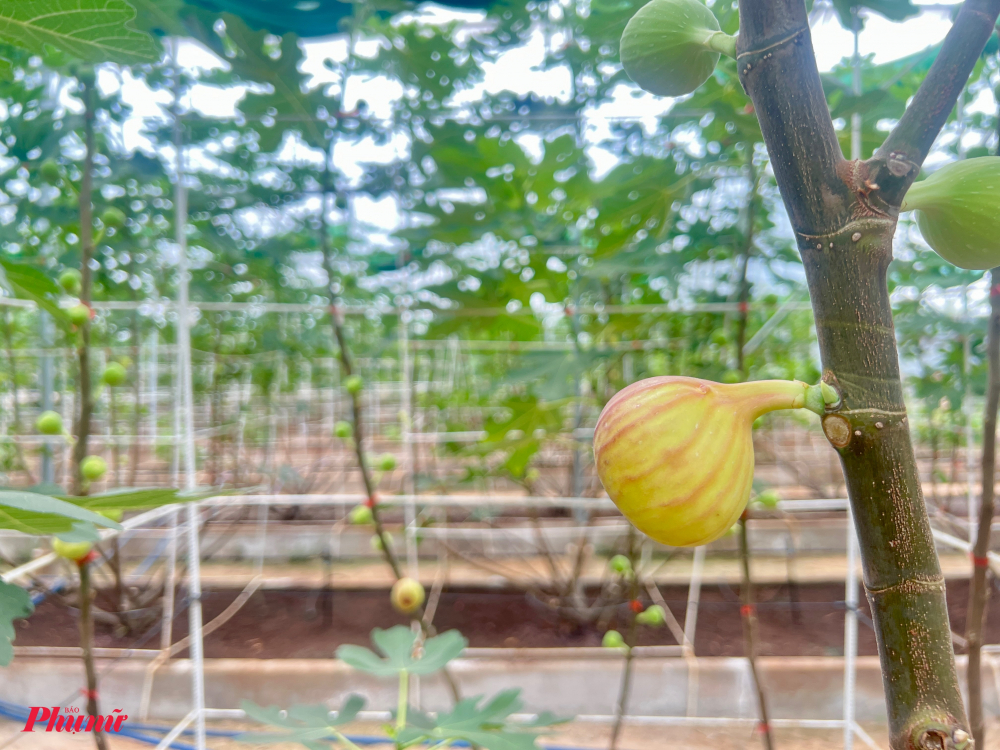 Với diện tích trồng lên đến 2ha, 2.000 gốc sung Mỹ tại vườn có quả thu hoạch quanh năm, giá bán 300.000 đồng/kg. Sung Mỹ khi chín có màu hồng tím, lớp thịt dày, dẻo, nhiều mật, ăn ngọt đậm, mềm thơm tự nhiên. Loại trái cây này có hàm lượng dinh dưỡng cao. Ngoài ăn tươi, người dùng có thể chế biến như các loại rau củ nên được tiêu thụ khá mạnh. 