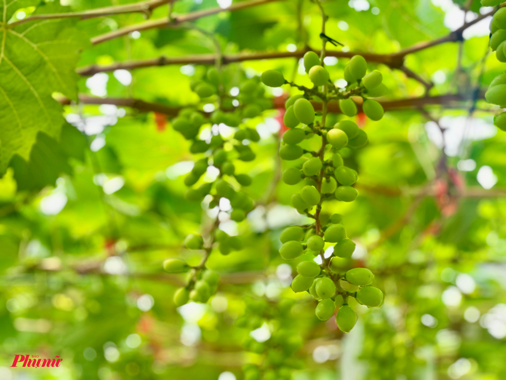 Hiện đơn vị này đang trồng khoảng 31 giống trái cây độc, lạ có nguồn gốc xuất xứ từ nhiều nước trên thế giới như cherry Brazil, nho hồng Nhật Bản, nho kẹo đen Pháp, lựu đỏ Ấn Độ, ổi hồng Ruby Đài Loan…