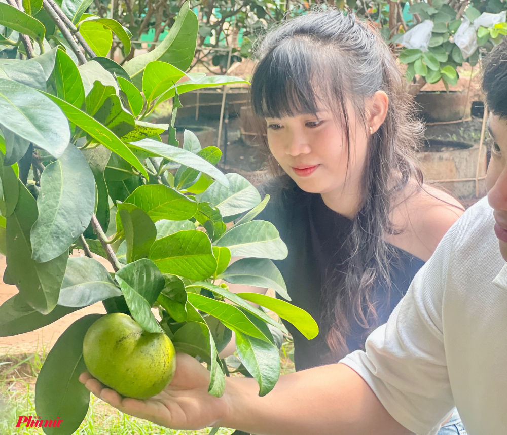 Nhiều du khách, nhất là các bạn trẻ, không giấu được sự thích thú khi bước chân vào vườn hồng sô-cô-la Indonesia để hái quả và thưởng thức tại chỗ. Đây là loại trái cây 'hot trend' trên mạng xã hội thời gian qua, ngon hơn khi dằm cùng sữa đặc, nước đá. Hiện, vườn có khoảng 100 cây hồng sô-cô-la Indonesia đang vào mùa, trung bình mỗi ngày thu hoạch từ 20-30kg.