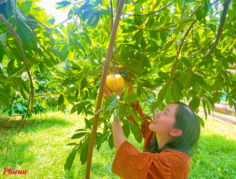 Tại vườn, những quả vú sữa hoàng kim căng tròn, vàng ươm vừa được hái từ trên cây xuống vẫn tỏa hương thơm ngào ngạt. Loại quả này có vỏ vàng bóng thích mắt, khi ăn vị chỉ ngọt thanh thay vì ngọt đậm như các loại vú sữa khác. Hiện vườn vú sữa hoàng kim có khoảng 400 gốc đang vào mùa, dự kiến có trái đến tháng 9. Trung bình mỗi ngày KDL thu hoạch khoảng 50-100kg.