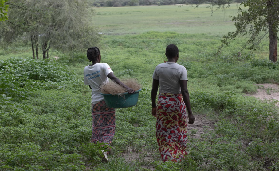 Phụ nữ ở các ngôi làng Zambia bị ép phải làm việc khi hạn hán tồi tệ nhất trong nhiều thập kỷ đang gây thiệt hại ( ActionAid )