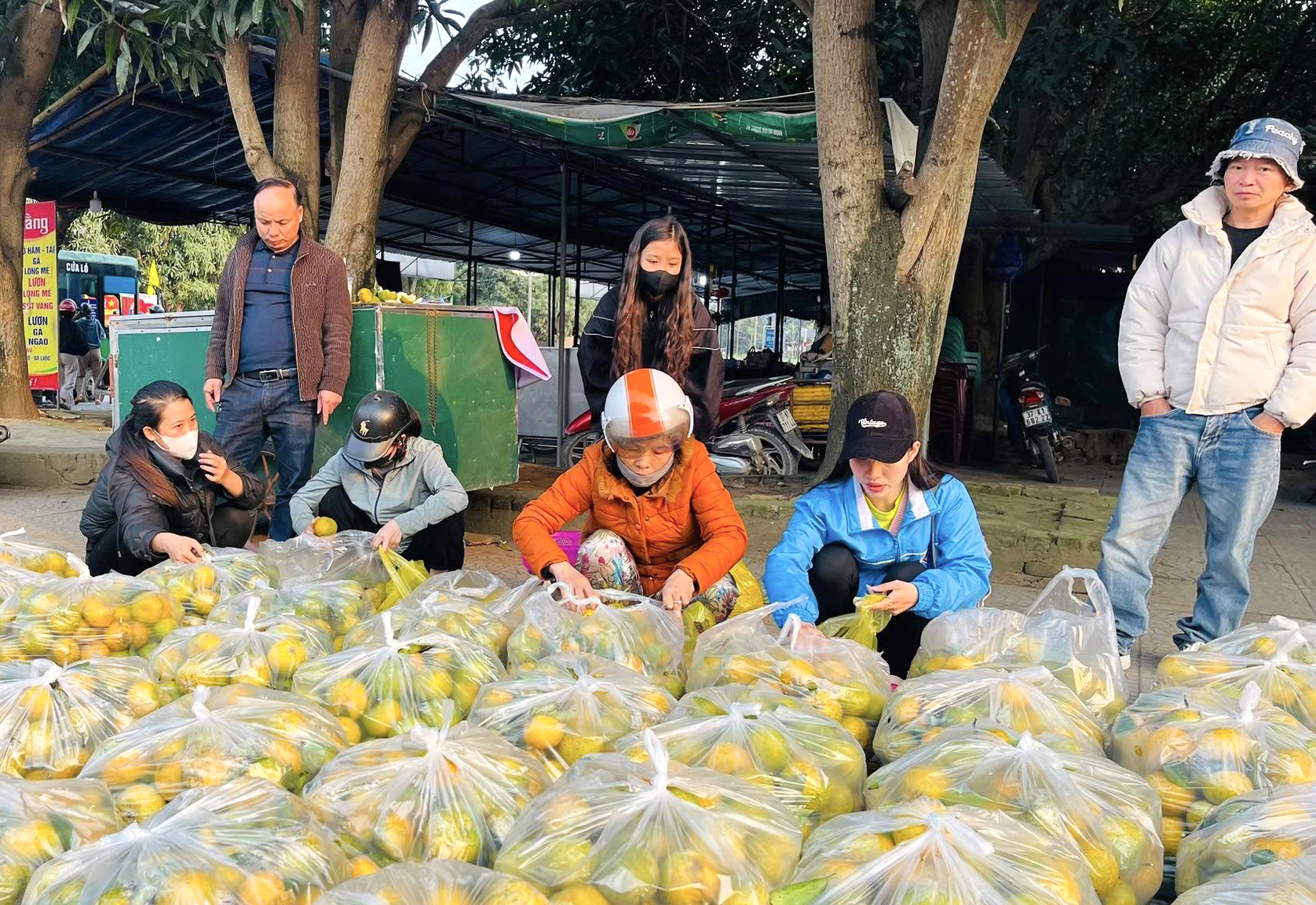 Hàng tấn quýt được vận chuyển về thành phố Vinh tiêu thụ - Ảnh: Khánh Trung