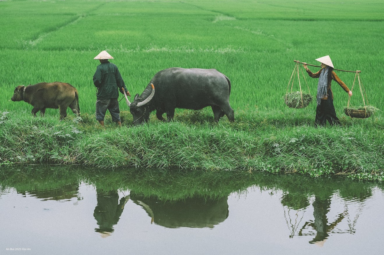 Sau khi thỏa thuận, du khách sẽ thay đồ, cưỡi trâu, được hướng dẫn tạo dáng, chụp hình và trả hình.