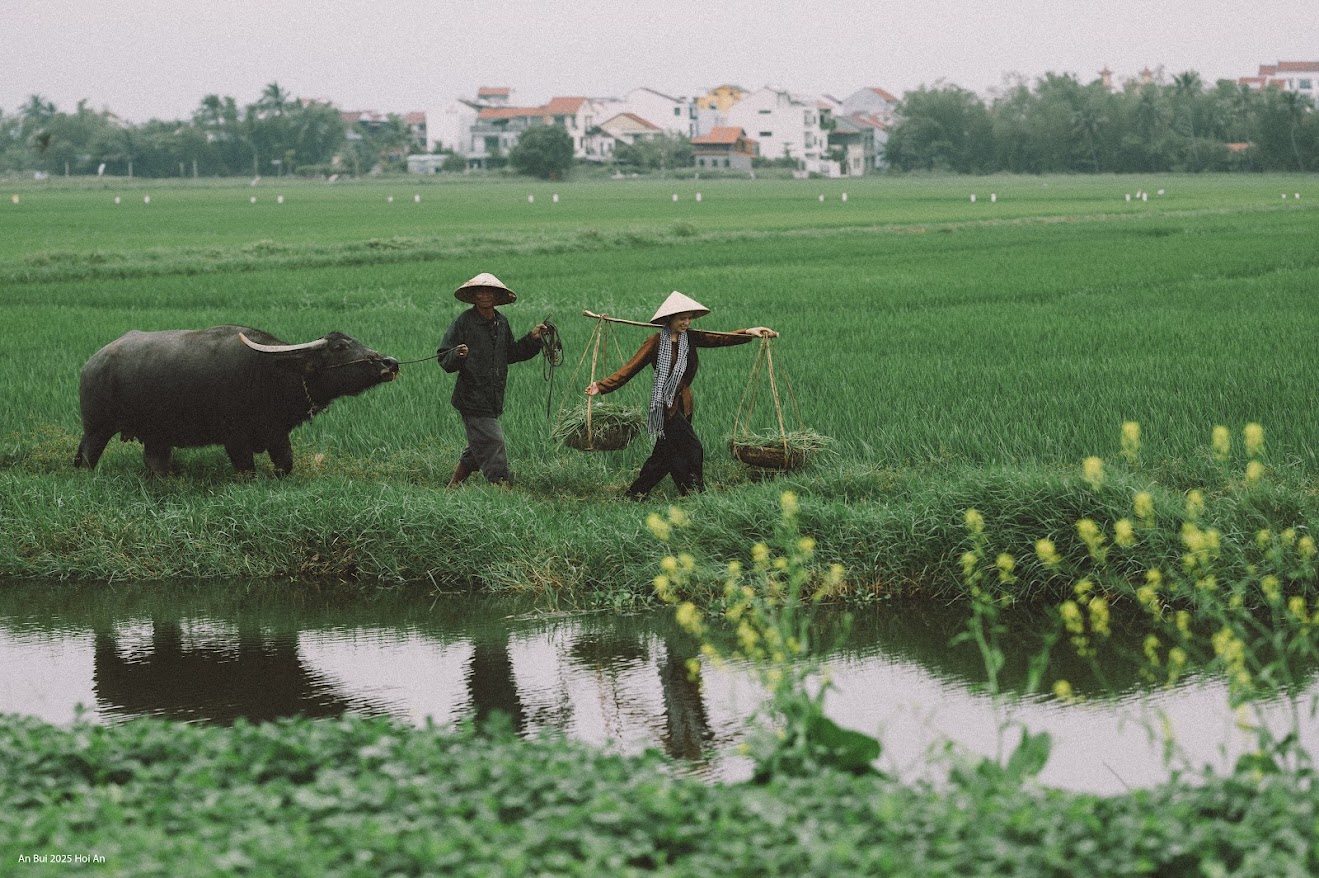 Trải nghiệm cưỡi trâu và chụp ảnh giữa cánh đồng lúa xanh bát ngát là một hoạt động thú vị khi đến Hội An, đặc biệt với du khách muốn tìm kiếm những bức hình mang đậm nét thôn quê Việt Nam. Đây không chỉ là cơ hội để có những bức ảnh độc đáo mà còn giúp bạn hiểu hơn về cuộc sống của người nông dân địa phương.