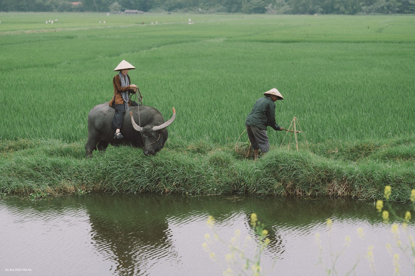 Để trải nghiệm loại hình du lịch này, du khách có thể mua tour trọn gói ở các hãng lữ hành hay thuê xe đạp ở khách sạn, homestay di chuyển đến khu vực ruộng lúa, liên hệ, tự chụp hình.