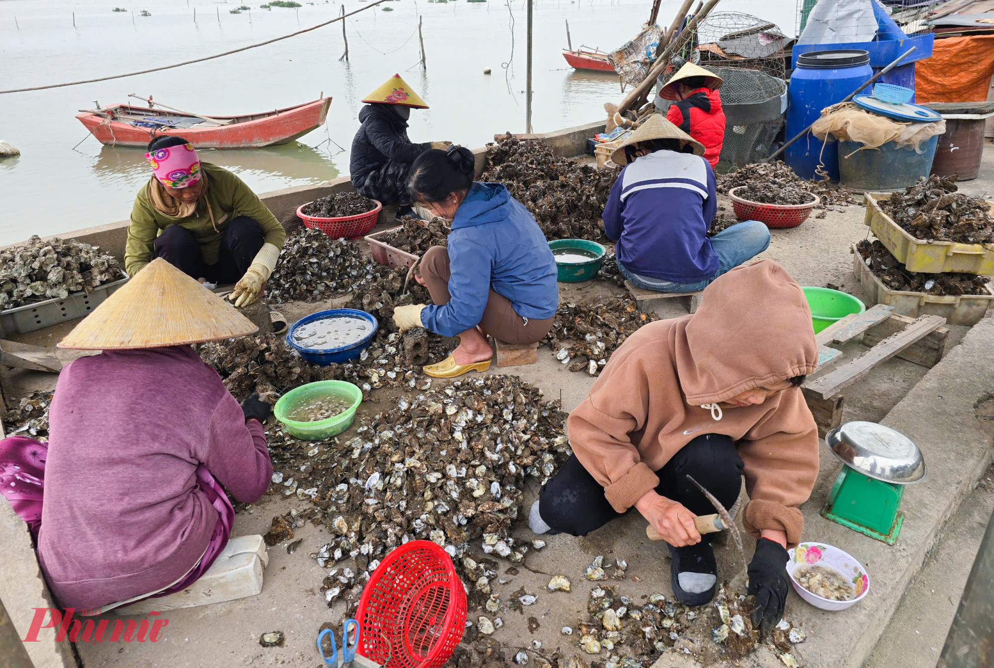 Xã An Hòa có hàng chục hộ nuôi hàu sữa trên sông bằng bè mảng. Hàu được nuôi bằng cách treo vào dây nên kích thước khá nhỏ, không thể bán cả vỏ. Bà Nguyễn Thị Mỹ Nương (trú xã An Hòa) cho biết, mùa thu hoạch hàu sữa bắt đầu từ đầu năm đến giữa tháng Tư. “Vì nuôi theo kiểu tự nhiên nên hàu nhỏ như khai thác ngoài tự nhiên. Loại này không bán theo con được mà phải tách vỏ lấy ruột bán. Mỗi ngày tôi thuê gần 10 người đến làm cũng chỉ tách được khoảng 40kg ruột để bán” - bà Nương nói.