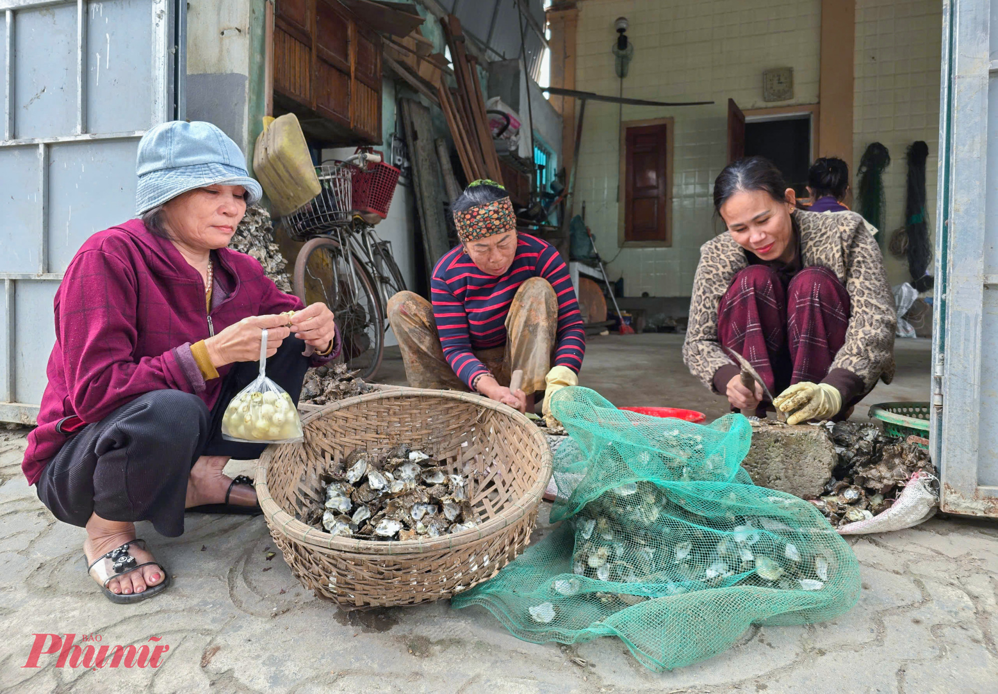 “Đục hàu” là một trong những nghề mưu sinh của nhiều thế hệ phụ nữ nghèo ở các huyện ven biển miền Trung. Trước đây, phụ nữ ở huyện Quỳnh Lưu (tỉnh Nghệ An) thường tìm đến các bãi đá ngầm ở cửa biển khi thuỷ triều xuống để lấy hàu. Tuy nhiên, những năm gần đây nghề nuôi hàu ở đây phát triển mạnh, những người đi “đục hàu” tự nhiên này cũng dần chuyển sang nghề “đục hàu” thuê cho người nuôi.