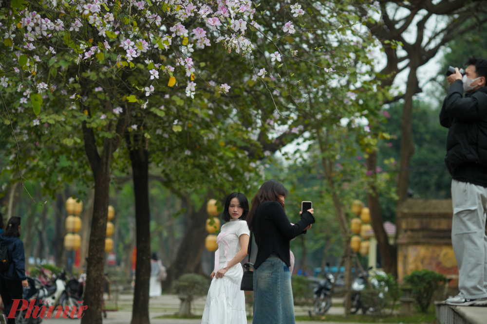 Đặc biệt, trên đường Bắc Sơn (quận Ba Đình), dãy hoa ban dài hàng trăm mét nở đồng loạt, tạo thành một bức tranh thiên nhiên tuyệt đẹp. 
