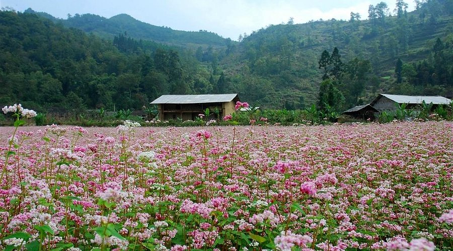 Hà Giang. Nằm trong top 10 điểm đến đẹp nhất thế giới, Hà Giang được mô tả là nơi có cảnh thiên nhiên quá tuyệt vời. Mặc dù nằm ở cực bắc của Việt Nam, nhưng Hà Giang được rất nhiều du khách tìm đến trong thời gian gần đây. Đường đèo núi quanh co, những thửa ruộng bậc thang và hơn 20 dân tộc thiểu số khác nhau cùng sinh sống đã tạo nên một Hà Giang vô cùng quyến rũ. Với Time Out, Hà Giang còn lại mang một vẻ đẹp khác, một vẻ đẹp khiến bạn đối diện với sự nhỏ bé và hữu hạn của bản thân. Ở Lả Sì và khu vực xung quanh, bạn sẽ nhìn thấy những ngọn núi nối tiếp nhau đến tận chân trời, những thửa ruộng bậc thang trải dài bất tận, tạo nên một khung cảnh vô cùng ấn tượng. Tác giả vô cùng nể phục người Việt Nam đã biến đồi núi thành vùng trồng lúa thênh thang, rộng lớn - Ảnh: tripadvisor