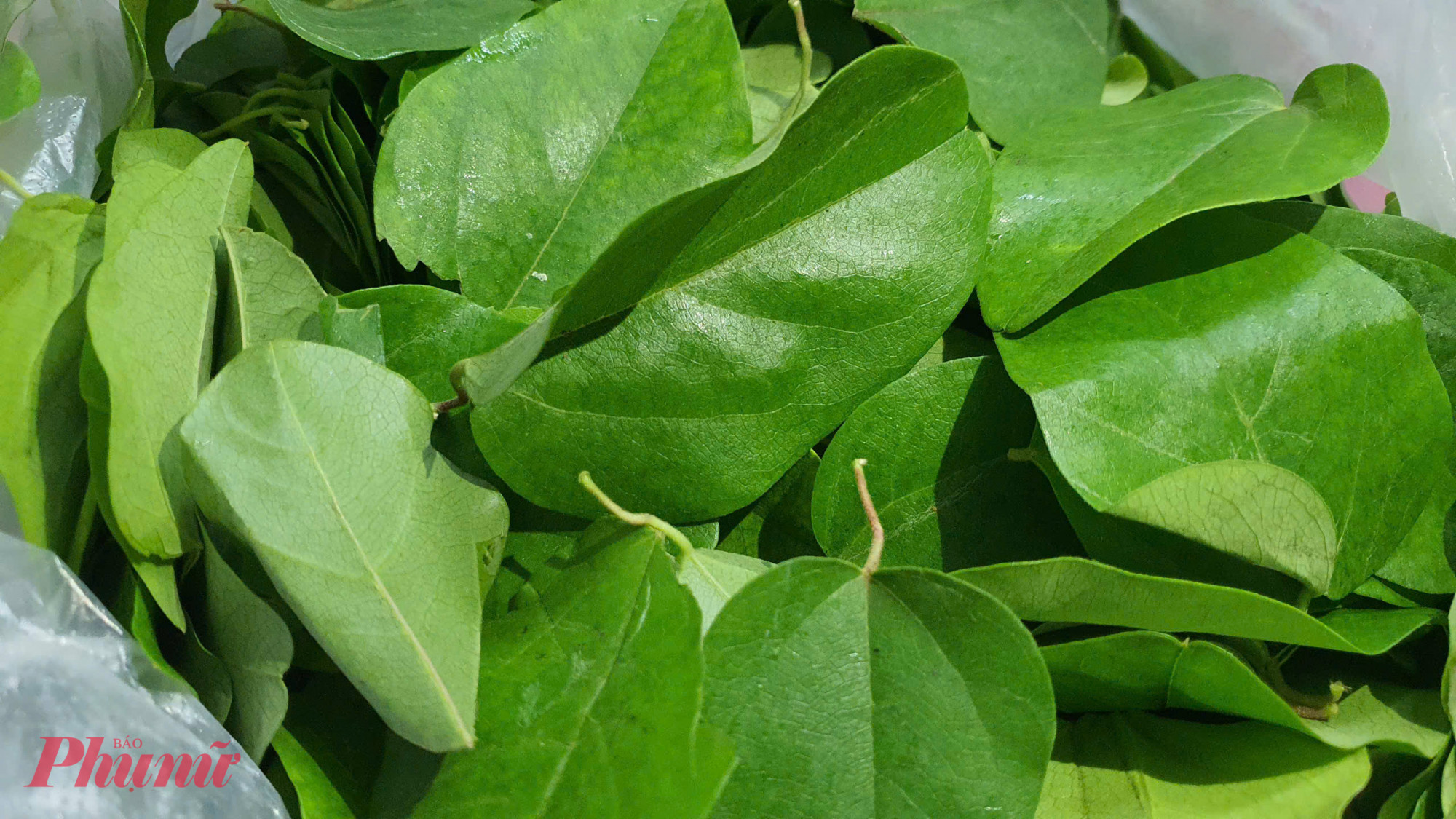 Còn đây là la sâm trơn