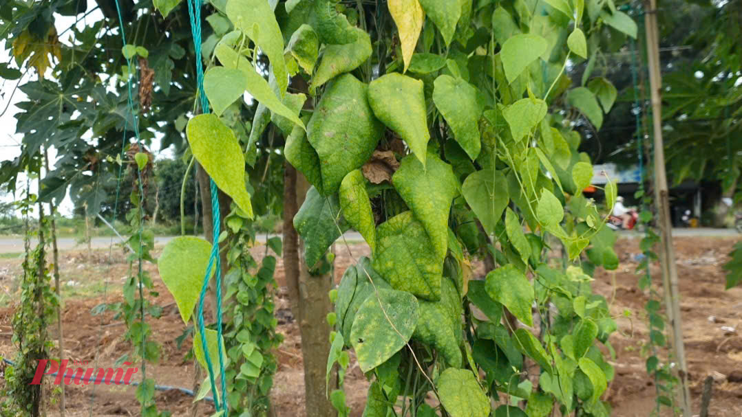 Đây là dây sương sâm lông