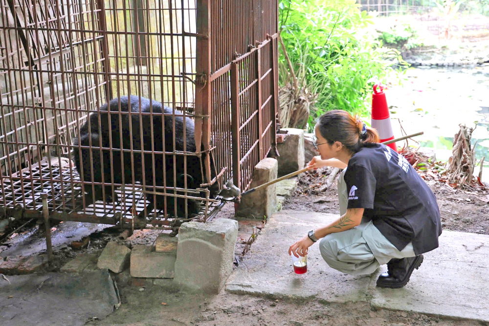 Bác sĩ thú y Trần Khánh Ngân đang cho gấu ăn và tập hành vi cho gấu