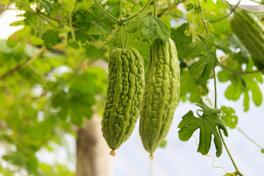 Có rất nhiều trái khổ qua bị chín trong quá trình vận chuyển hay chưng bày lâu ở cửa hàng và thường bị loại bỏ bởi người bán hay nhân viên siêu thị. Bạn có thể lượm, nhặt, xin những trái khổ qua chín về, lấy hạt, ươm và chăm sóc khi hạt đã nảy mầm từ cây con. Trung bình thời gian từ khi ươm hạt đến khi thu hoạch trái của cây khổ qua khoảng 60-70 ngày.